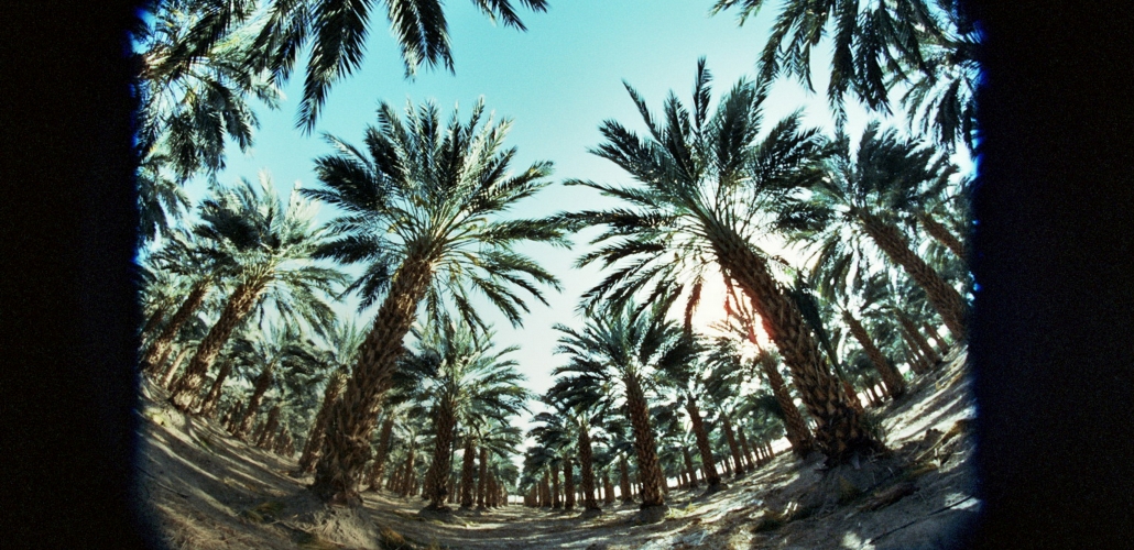 Palms around Salton Sea